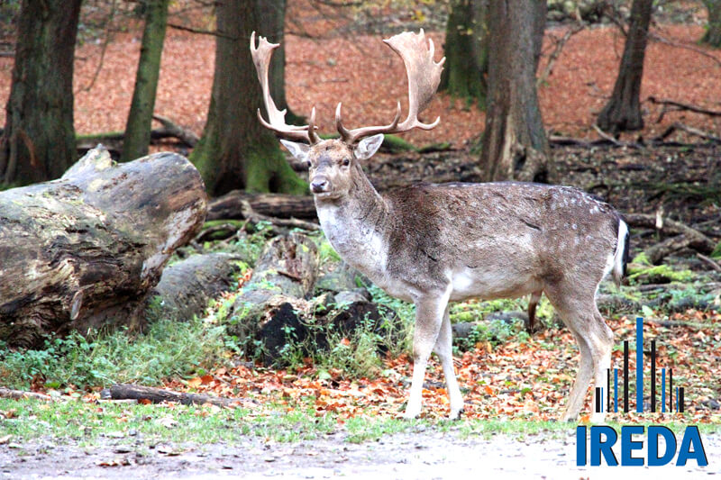 Rampe Componibili Disabili Danimarca Marselisborg Deer Park